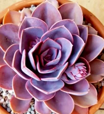 Echeveria Perle von Nurnberg rare hen and chicks exotic plant seed 50 SEEDS