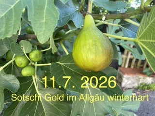 2 x Feigenbaum Steckholz Original SOTSCHI GOLD Riesenfeige Allgäu ❤️WINTERHART
