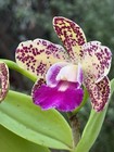 Spotted Cattleya - Slc. Terry’s Spots - 11634 — photo 3