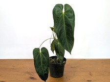 Anthurium Queremalense - 4 inch pot Live