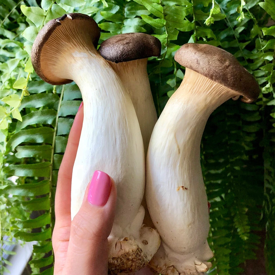 Seeds Oyster Mushroom Royal Mycelium Spawn Dried Spores Organic - Image 4 of 4