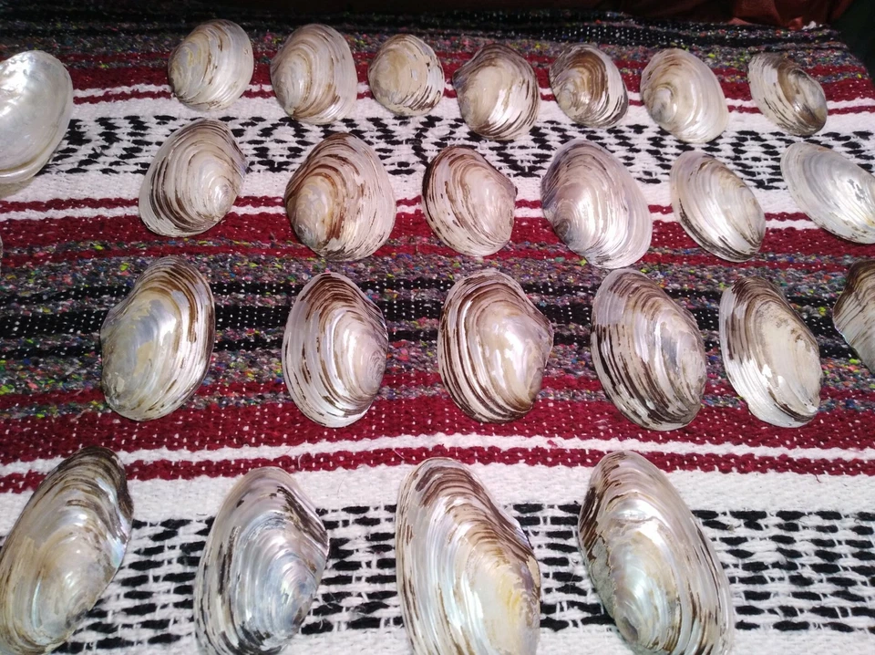 Mother of Pearl shells 5 whole shells (10pc.) sanitized,  - Image 4 of 4