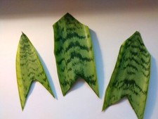 Snake Plant Cuttings 3   Fresh Unrooted Sansevieria Leaves for Propagation