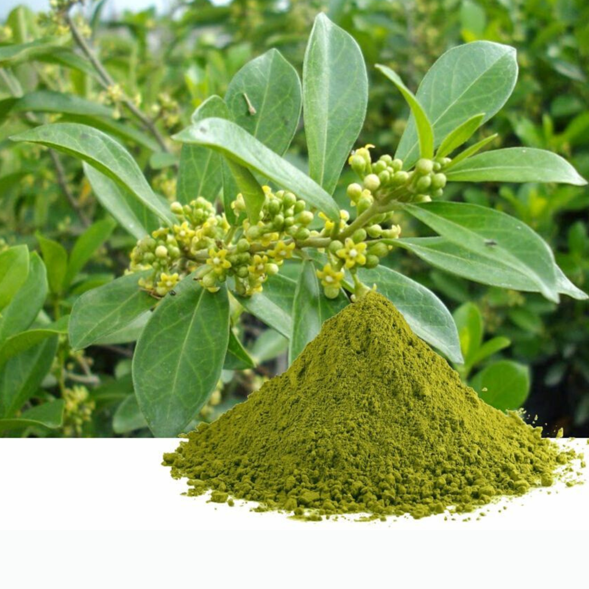 Gurmar Leaf Powder | Gymnema Sylvestre | Blood Sugar Control Weight Loss  Herbal | eBay