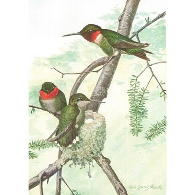 1936 Color Bird Plates 65 66 Louis Agassiz Fuertes Hummingbird Nighthawk 2P1-5