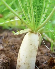 100+ Daikon Radish Seeds - Heirloom | Non GMO, Daikon Japanese | USA