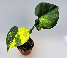 Monstera Aurea come nuova Variegata MA3