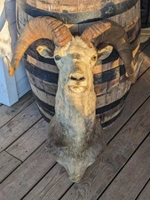 Taxidermy Beautiful Vintage Stone Sheep Shoulder Mount Hunting Cabin Decor Lodge