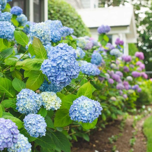 Hydrangea Blue Large Plant in 5L Pot - 50-60cm in Height Garden Ready - Picture 5 of 6