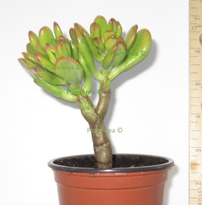 hanging fern plant Hanging Boston Fern for Sale | Buy Houseplants Online main image 1