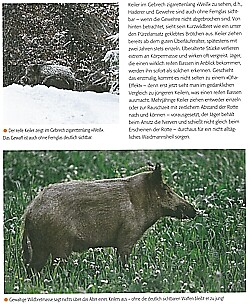 Thumbnail - Meyer: Schwarzwild Visier Ansprechen/bejagen