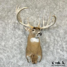 #29177 WC | Whitetail Deer Taxidermy Shoulder Mount For Sale