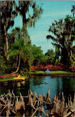 Fantastic, gnarled cypress knees make a mystic foreground for Naples Postcard