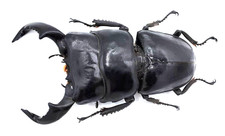 Lucanidae, Serrognathus (Dorcus) bucephalus, A1, 85 mm, XXL, Java, #LD169
