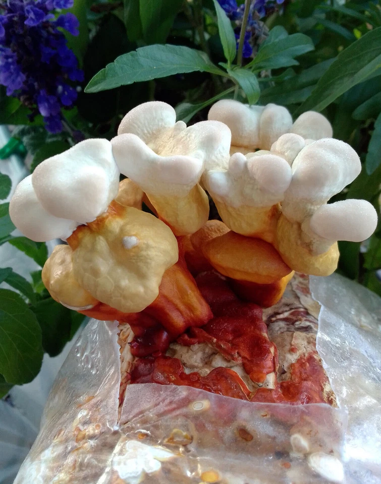 Flumy, coltivazione funghi, micelio liquido, cultura liquida, cultura fungina, lato ostrica - Immagine 4 di 4