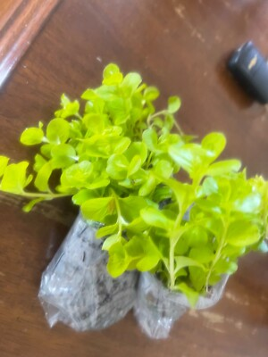 #ad Creeping Jenny Groundcover 6 rooted plugs $14.99