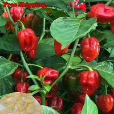 Red Caribbean Habanero Pepper Seeds | Caribbean Red Habanero Seeds | NON-GMO