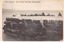 Chili - N°78941 - Lobos Marinos - IN La Tierra Del Fuego (Magallanes) -