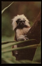 Postal de primate de algodón Pinche Monkey Jungle Miami Florida
