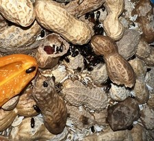 Peanut Beetle Larvae Culture Starter - Live food for Fish, Reptiles, Amphibians