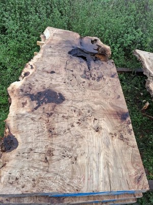 1x Maserpappel Bohle Brett Holz Tischplatte 235x136x7,5 cm Poplar burl Knolle