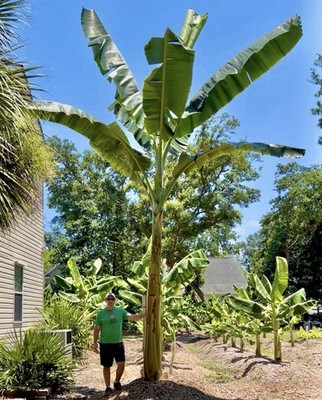 Saba Banana Tree - 1ft