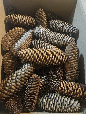 50 Spruce Pine Cones, Pinecones, crafting, Holiday decor! 4''-6'' 