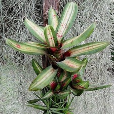 BUY 4 SAVE 20% BROMELIAD Neoregelia JADE SPIDER Offset - Skotak Variegated Mini