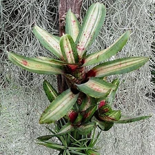 BUY 4 SAVE 20% BROMELIAD Neoregelia JADE SPIDER Offset - Skotak Variegated Mini