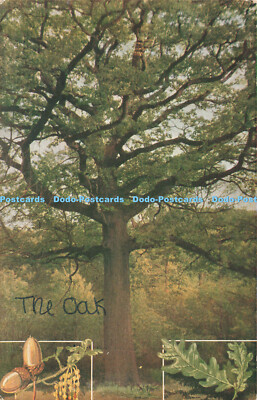 R196492 The Oak Quercus Robur R S Kunstpresse