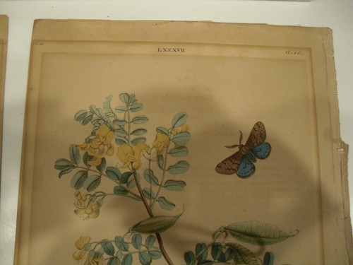 3 Antique Print FLOWERS ,INSECTS-BUTTERFLIES, CATAPILLERS, BUGS, YOU GET 3 SHOWN - Picture 11 of 15
