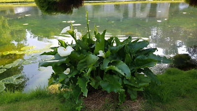 MONJARDINEXTRAORDINAIRE Zantedeschia aethiopica / Arum blanc d'Ethiopie / Conteneur de 1.5 à 2.9 litres