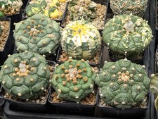 Astrophytum Asterias Kikko X Variegata Seeds (Pack Of 25)