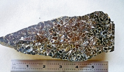Turritella Fossil Agate Rough Slab 14.1 Ounces Collector Specimen Exceptional !!
