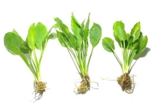 3x Amazon Sword Echinodorus Bleheri Live Aquarium Plants