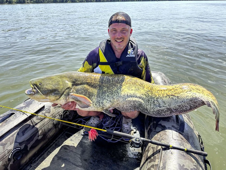 BLACK CAT REAL WORM TEASER Gelb Pink Real Worm Waller Wels 80g 120g 160g - Bild 2 von 4