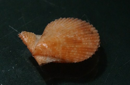 Chlamys Senatoria 25.8 mm GEM , baybi size gorgeous DARK -PINKISH color beauty, - Picture 7 of 7