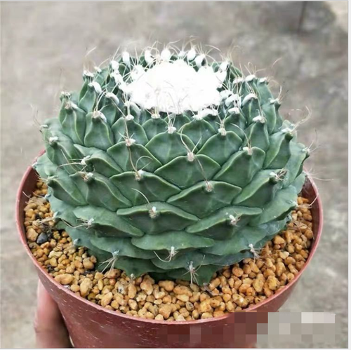 Obregonia denegrii cactus Succulent plants potted Garden Bonsai Plants 6-8cm