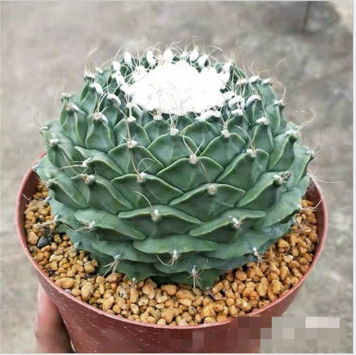 Obregonia denegrii cactus Succulent plants potted Garden Bonsai Plants 6-8cm - Picture 1 of 7