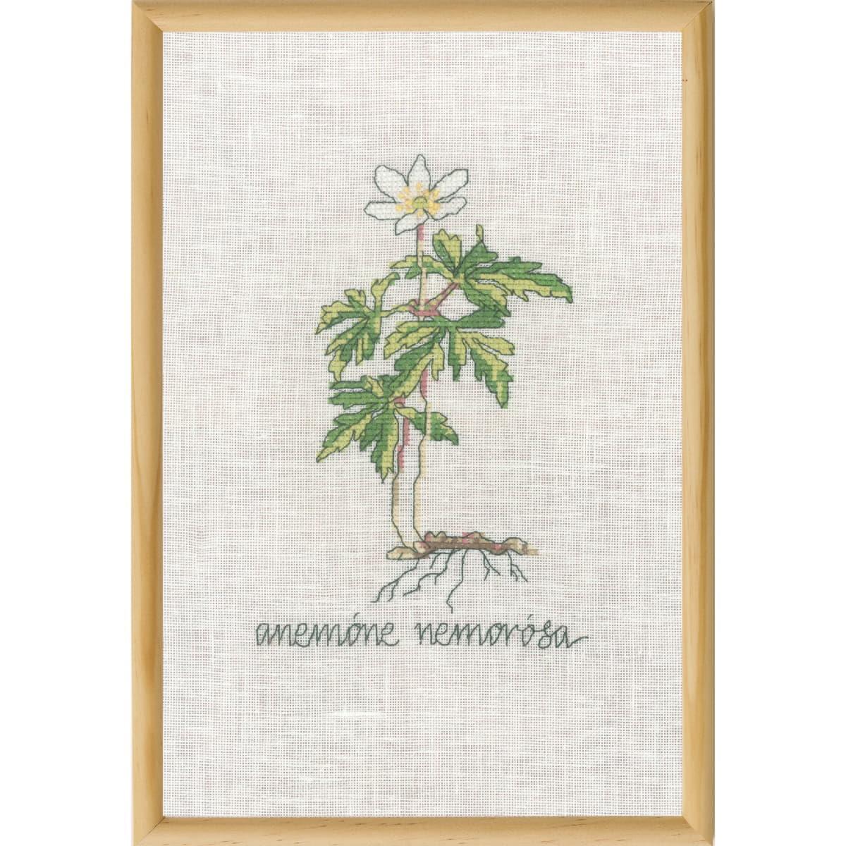 Permin counted cross stitch kit ""White Anemone"", 20x30cm, DIY, 70-1833
