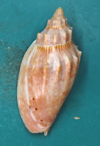 Voluta Cymbiola Moretonensis 61.3 Moreton Bay SELECTED - Picture 5 of 5