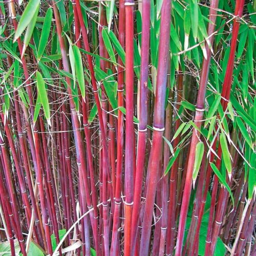 10 RED DRAGON CLUMPING BAMBOO SEEDS - Afbeelding 1 van 4