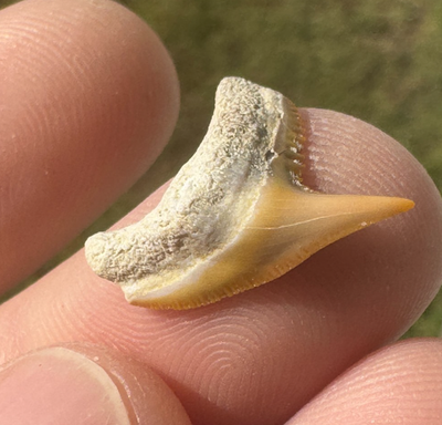 #ad #ad RARE PHYSOGALEUS CONTORTUS TIGER SHARK TOOTH BONE VALLEY MEG AGE FOSSIL FLORIDA $30.00
