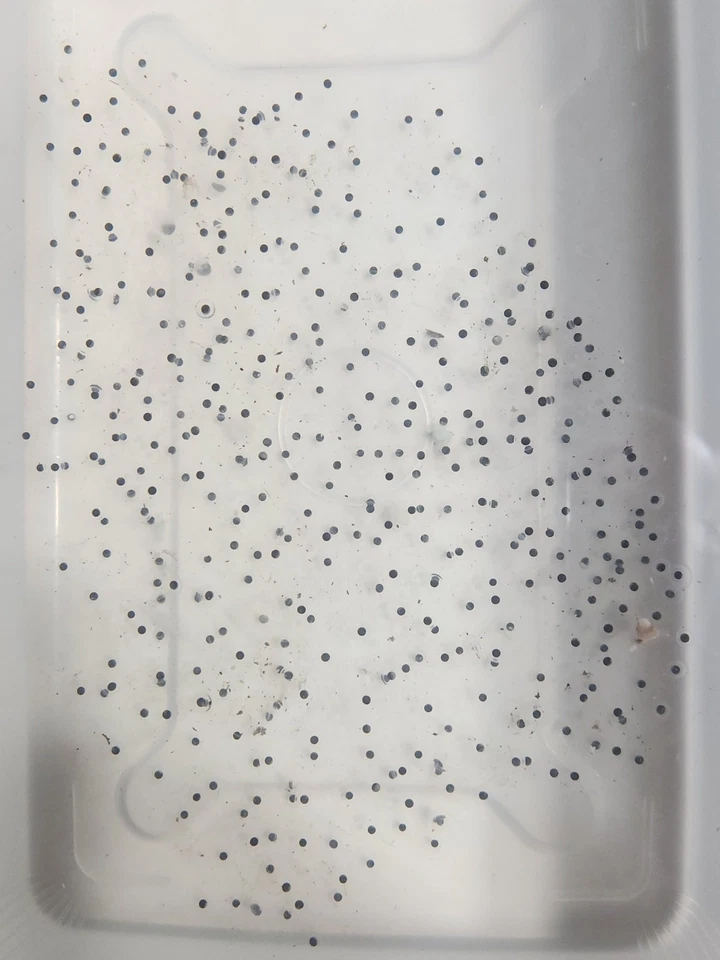 Huevos Fertilizados Axies Cobre x Melanoide Compra 10, obtén 5 gratis  Foto 4 de 4