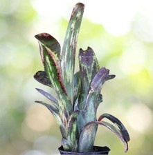 BUY 4 SAVE 20% BROMELIAD Billbergia FREAK-A-ZOID Offset -Amazing Johnston Hybrid