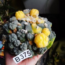 No rooting----big!!------Ariocarpus/Astrophytum myriostigma  /gardening supplies