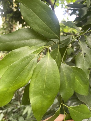 500 Fresh Cinnamon Leaves Hawaii Grown 100% organic High Premium Quality 