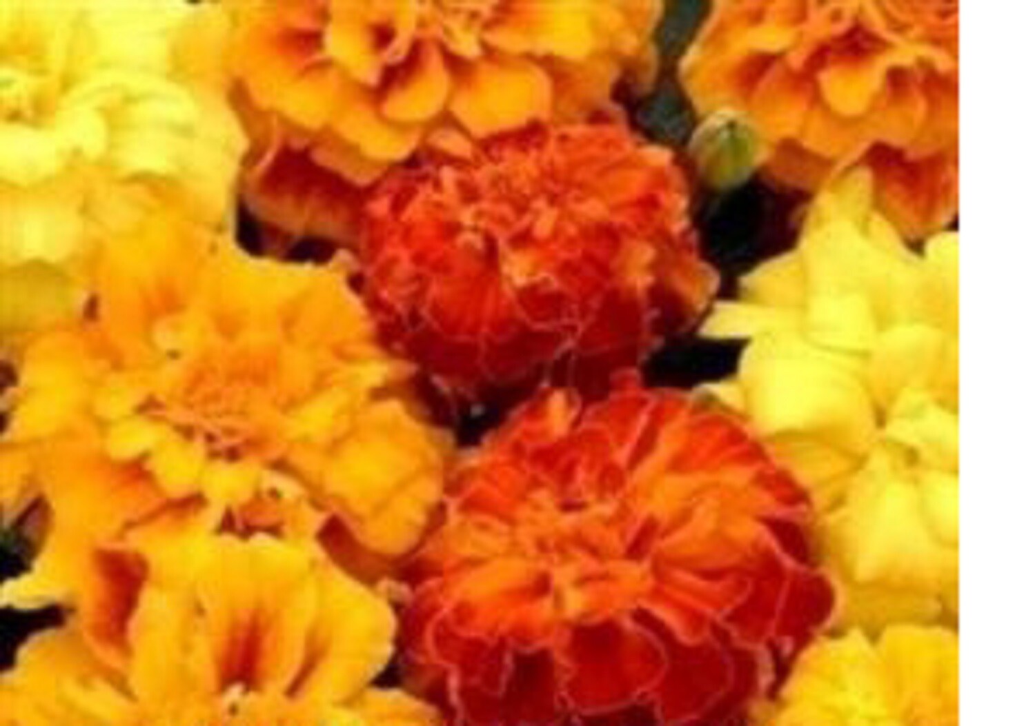 10 x Marigold F1 Zenith Series SEEDS choice of varieties pre order eBay