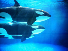 tropical fish orca killer whale family ocean sea ceramic tile mural backsplash