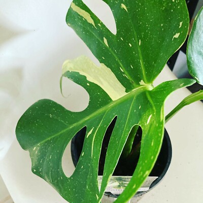Variegated Monstera In Hobart Region Tas Plants Gumtree Australia Free Local Classifieds